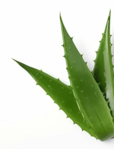 BEAUTÉ BIO